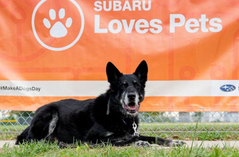 Subaru une a más de 47,000 mascotas de refugio con hogares cariñosos durante el Mes Subaru Loves Pets® de 2022