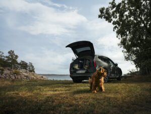 Volvo: Una encuesta revela que 6 de cada 10 perros viajan sin sujeción en los vehículos de sus dueños
